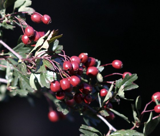 Dreiborner Hochfläche, © AVES-Ostkantone Dreiborner Hochfläche, © AVES-Ostkantone