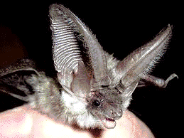 Fledermausexkursion, © Vogelsang IP GmbH Fledermausexkursion, © Vogelsang IP GmbH