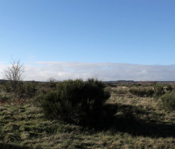 Offenlandfläche, © M. Bartning Offenlandfläche, © M. Bartning