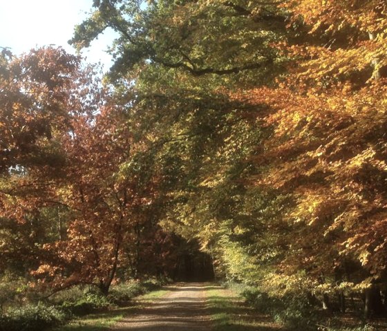 Indian Summer_, © Nordeifel Tourismus GmbH & kph Indian Summer_, © Nordeifel Tourismus GmbH & kph