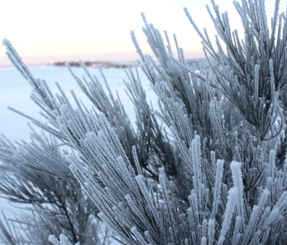 Schnee auf der Dreiborner Hochfläche, © Nationalpark Eifel - M. Menninghaus Schnee auf der Dreiborner Hochfläche, © Nationalpark Eifel - M. Menninghaus