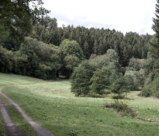 Een smal bospad baant zich een weg door de groene Schafbachvallei, omringd door dichte bomen en weiden., © Nordeifel Tourismus Een smal bospad baant zich een weg door de groene Schafbachvallei, omringd door dichte bomen en weiden., © Nordeifel Tourismus
