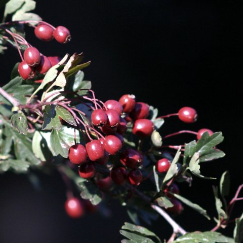Dreiborner Hochfläche, © AVES-Ostkantone Dreiborner Hochfläche, © AVES-Ostkantone