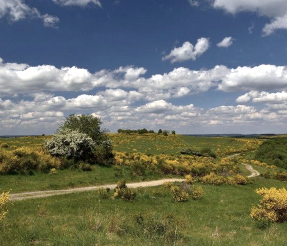 Ginsterblüte 2025 (3) Ginsterblüte 2025 (3)