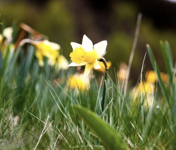 Wilde Narzisse im Nationalpark Eifel, © Tourismus NRW e.V. Wilde Narzisse im Nationalpark Eifel, © Tourismus NRW e.V.