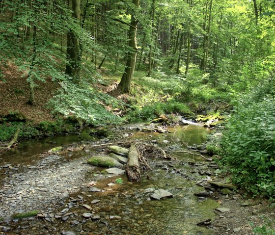 Bachlauf Erkensruhr_M. Weisgerber Bachlauf Erkensruhr_M. Weisgerber