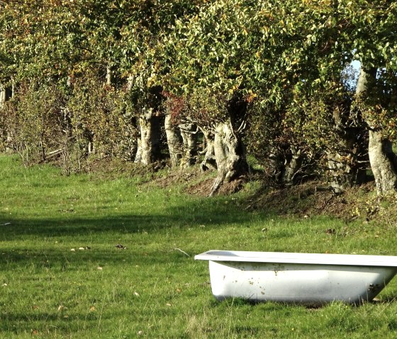 Viehtränke bei Dreiborn, © Edgar Hoss & Nordeifel Tourismus GmbH Viehtränke bei Dreiborn, © Edgar Hoss & Nordeifel Tourismus GmbH