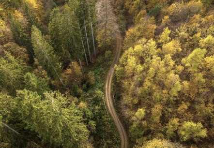 Wald von oben, © Nationalpark Eifel - D.Ketz Wald von oben, © Nationalpark Eifel - D.Ketz
