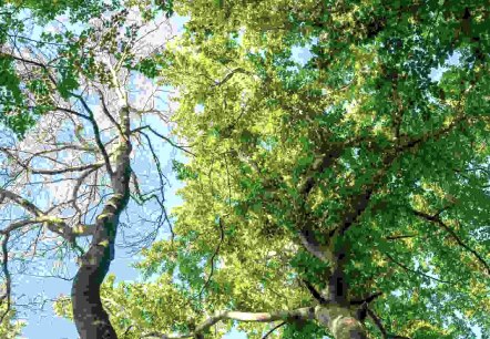 Baumkronen, © Paul Meixner Baumkronen, © Paul Meixner