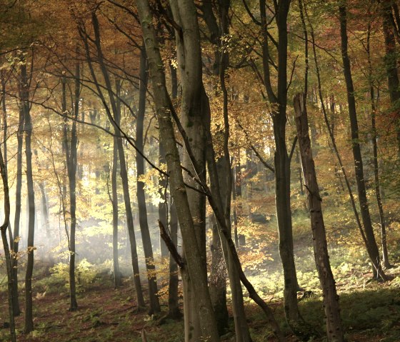 Goldener Herbst 2 Goldener Herbst 2