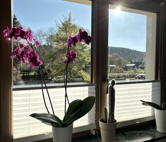 Blick aus dem Wohnzimmerfenster, © Nordeifel Tourismus GmbH & Ferienhaus Ginkgo Biloba Blick aus dem Wohnzimmerfenster, © Nordeifel Tourismus GmbH & Ferienhaus Ginkgo Biloba