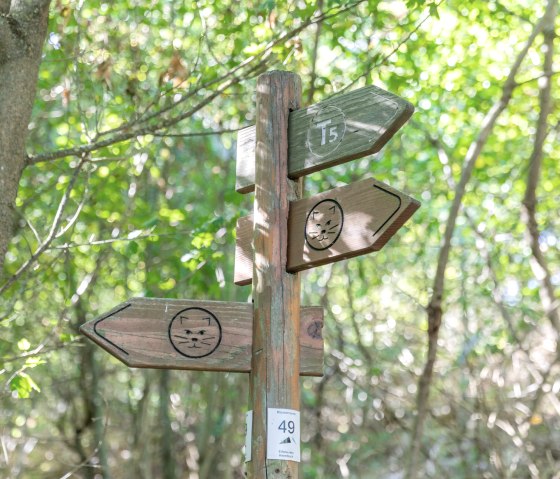 Die Wildkatze weist den Weg auf dem Wildnis.Trail, © Eifel Tourismus GmbH, AR-shapefruit AG Die Wildkatze weist den Weg auf dem Wildnis.Trail, © Eifel Tourismus GmbH, AR-shapefruit AG