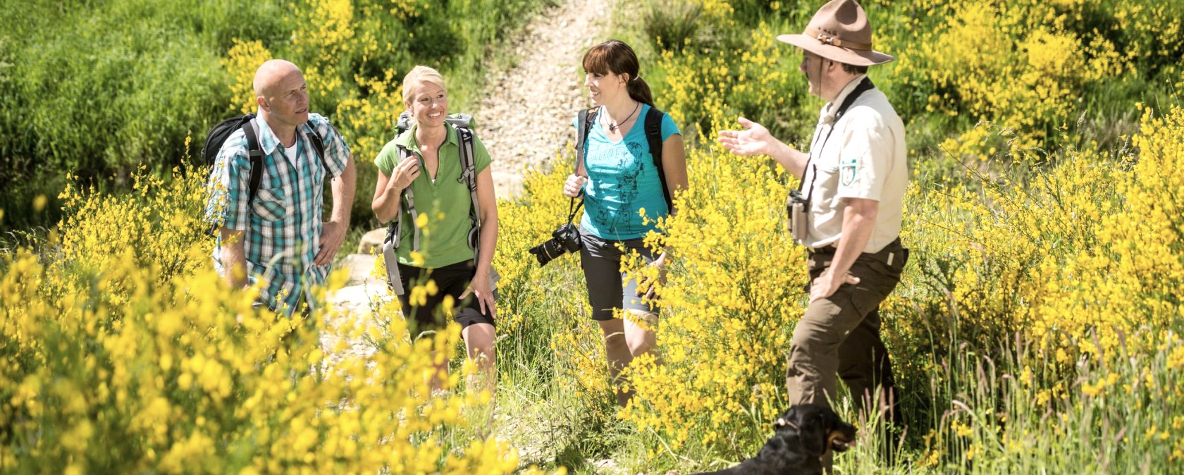 Ginsterblüte im Nationalpark Eifel, © D. Ketz Ginsterblüte im Nationalpark Eifel, © D. Ketz
