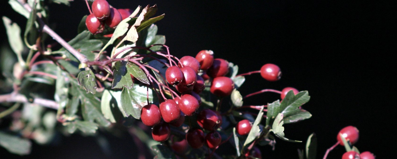 Dreiborner Hochfläche, © AVES-Ostkantone Dreiborner Hochfläche, © AVES-Ostkantone