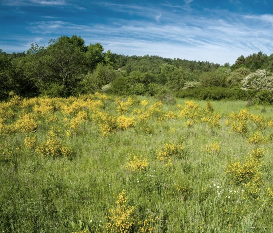 Gele bremstruiken bloeien op een groene weide, omringd door bomen, onder een strakblauwe hemel op het plateau van Dreiborn., © Dominik Ketz - Stadt Schleiden Gele bremstruiken bloeien op een groene weide, omringd door bomen, onder een strakblauwe hemel op het plateau van Dreiborn., © Dominik Ketz - Stadt Schleiden