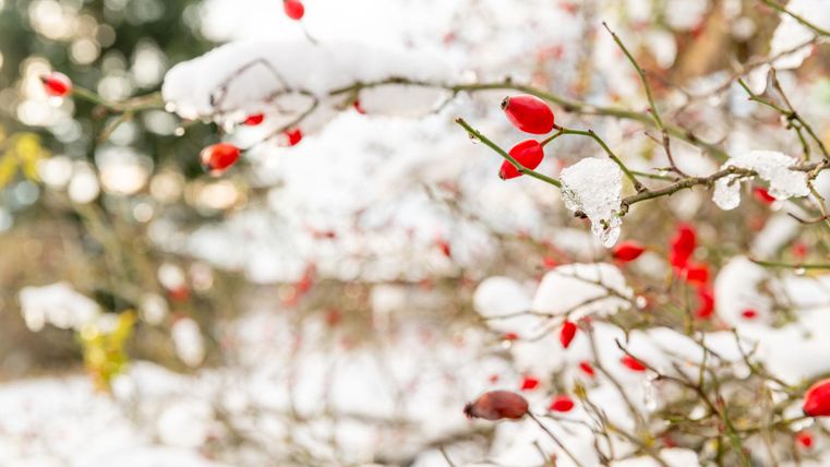 Strauch mit roten Beeren und teilweise schneebedeckt