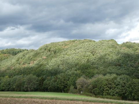 Eine bewaldete Hügellandschaft unter einem bewölkten Himmel. Die Bäume sind grün und die Lichtverhältnisse erzeugen interessante Schatten.
