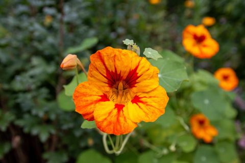 Eine leuchtend orangefarbene Blume mit roten Akzenten blüht vor einem grünen Hintergrund. Es gibt auch weitere gelb-orangefarbene Blüten in der Umgebung.