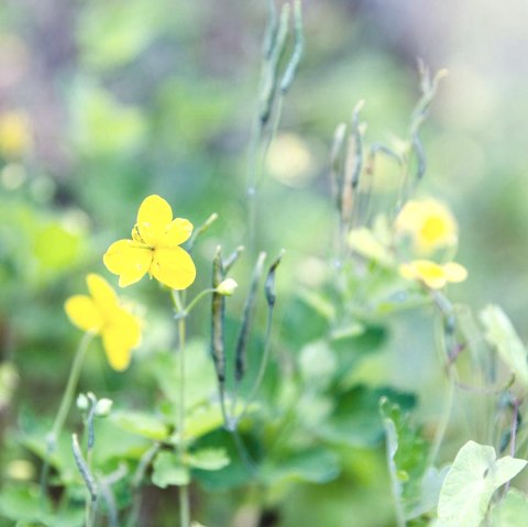 Bäume und Sträucher, © Frank Wiesen