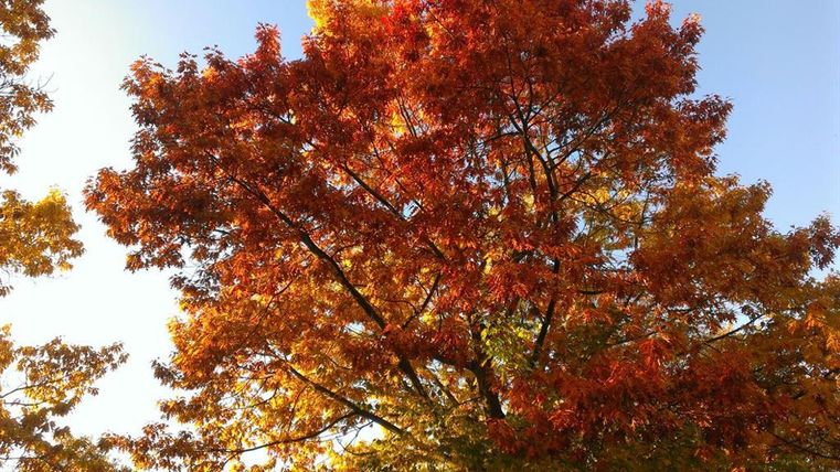 Ein schöner Baum mit leuchtend roten und orangefarbenen Blättern im Herbst. Der Himmel ist klar und blau.