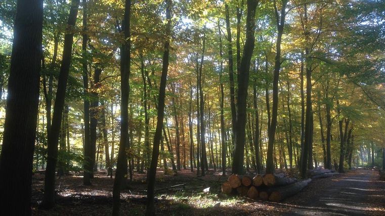 Ein malerischer Wald mit bunten Herbstblättern und sanftem Sonnenlicht. Im Hintergrund liegen gestapelte Baumstämme.