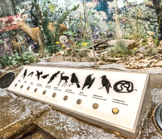 Ausstellung im Nationalpark-Tor Gem&uuml;nd, &copy; Foto Achim Meurer