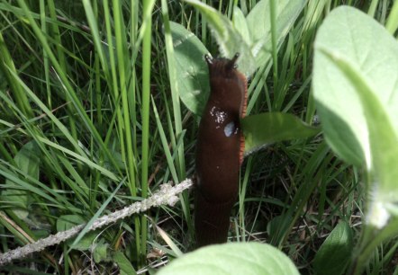 Entdecken beim Waldspaziergang