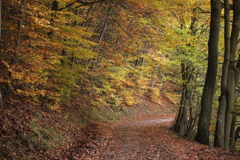 Ein ruhiger Waldweg, umgeben von buntem Herbstlaub. Die Bäume leuchten in warmen Gelb- und Orangetönen.