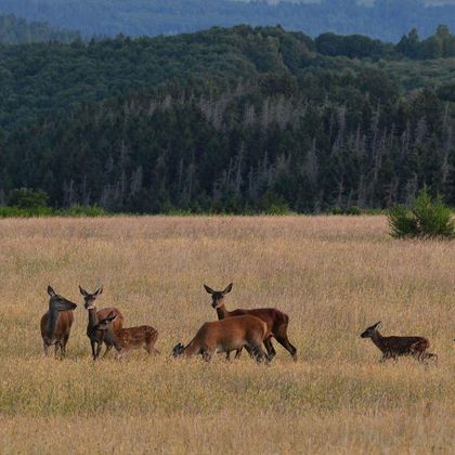 Eine Gruppe von Rehen steht auf einer weitläufigen Wiese. Im Hintergrund sind grüne Hügel und Bäume zu sehen.