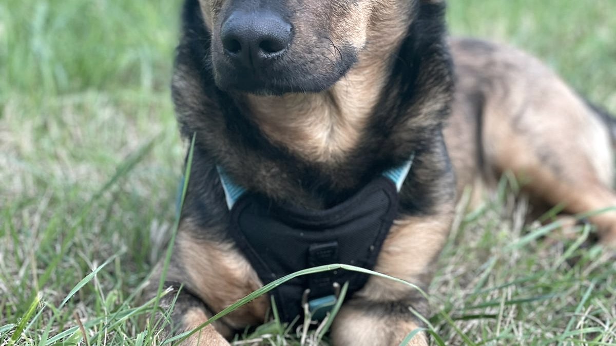 Mit dem Hund unterwegs ..., &copy; Helena Fothen