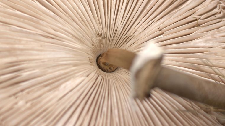 Ein Blick auf die Innenseite eines Schirms mit vielen gefalteten Streben. Die Struktur ist symmetrisch und zeigt die Details der Materialien.