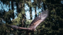 Steinadler in der Greifvogelstation Hellenthal, © Johannes Höhn