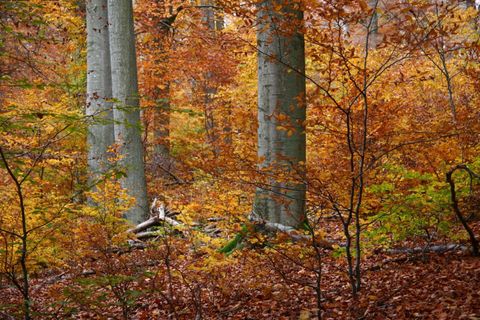 Ein Wald im Herbst mit bunten Laubfarben. Hohe Bäume stehen umgeben von orangefarbenen und goldenen Blättern.