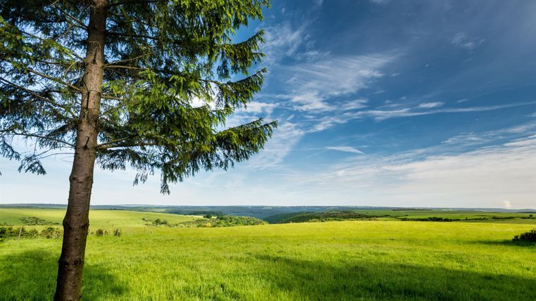 Eine grüne Wiese mit einem großen Baum im Vordergrund. Der Himmel ist klar und blau, und die Landschaft erstreckt sich bis zum Horizont.