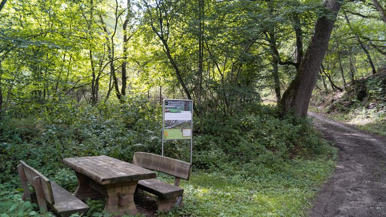 Een rustplaats in het bos met een houten tafel en banken, met een informatiebord ernaast. Een bospad leidt naar rechts.