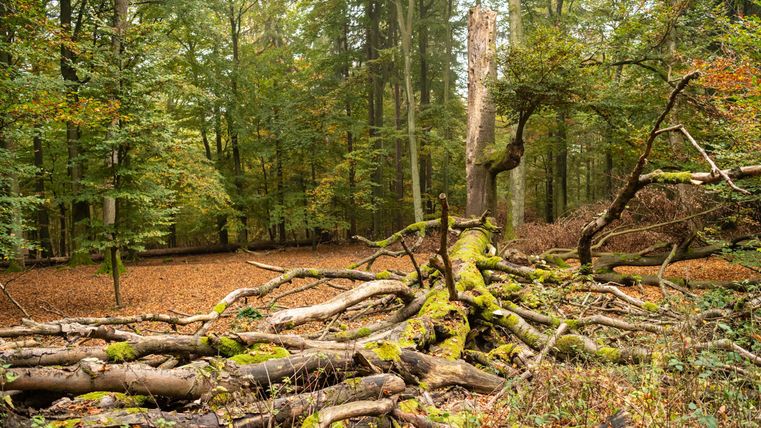 Ein herabgefallener Baum mit verwitterten Ästen liegt in einem Wald. Die Umgebung ist von grünen Bäumen und herbstlichen Blättern geprägt.