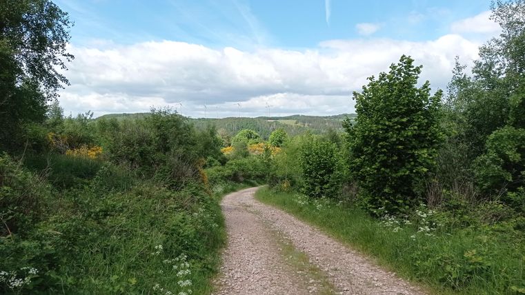Ein malerischer Weg führt durch eine grüne Landschaft mit Bäumen und Sträuchern. Der Himmel ist hell und wolkenlos, was eine einladende Atmosphäre schafft.