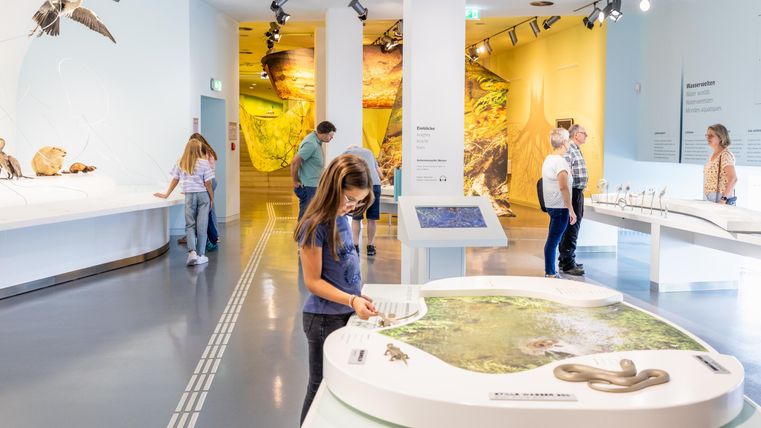 <p>Mehrere Besuchende, verschiedener Altersgruppen, betrachten unterschiedliche Ausstellungsstücke.</p>
