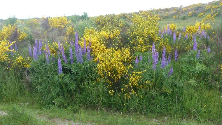 Ein buntes Blumenfeld mit lila und gelben Blüten. Die Pflanzen wachsen üppig in einer grünen Umgebung.