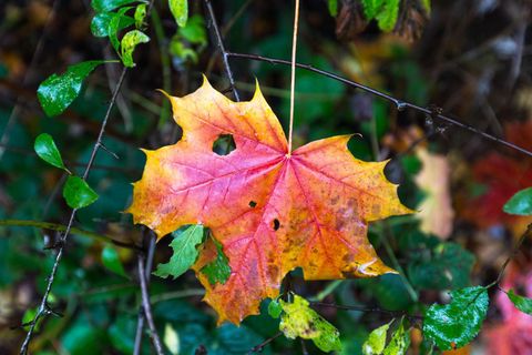 Ein bunter Ahornblatt mit orangefarbenen und gelben Tönen hängt an einem Ast. Umgeben von grünen Blättern zeigt es die Schönheit des Herbstes.