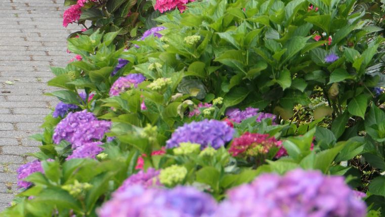 Ein schöner Gartenweg mit bunten Blumen in Pink, Lila und Grün. Die Pflanzen schaffen eine farbenfrohe und einladende Atmosphäre.