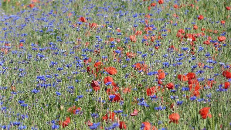 Ein blühendes Feld mit roten Mohnblumen und blauen Kornblumen. Die Farben strahlen Freude und Lebendigkeit aus.