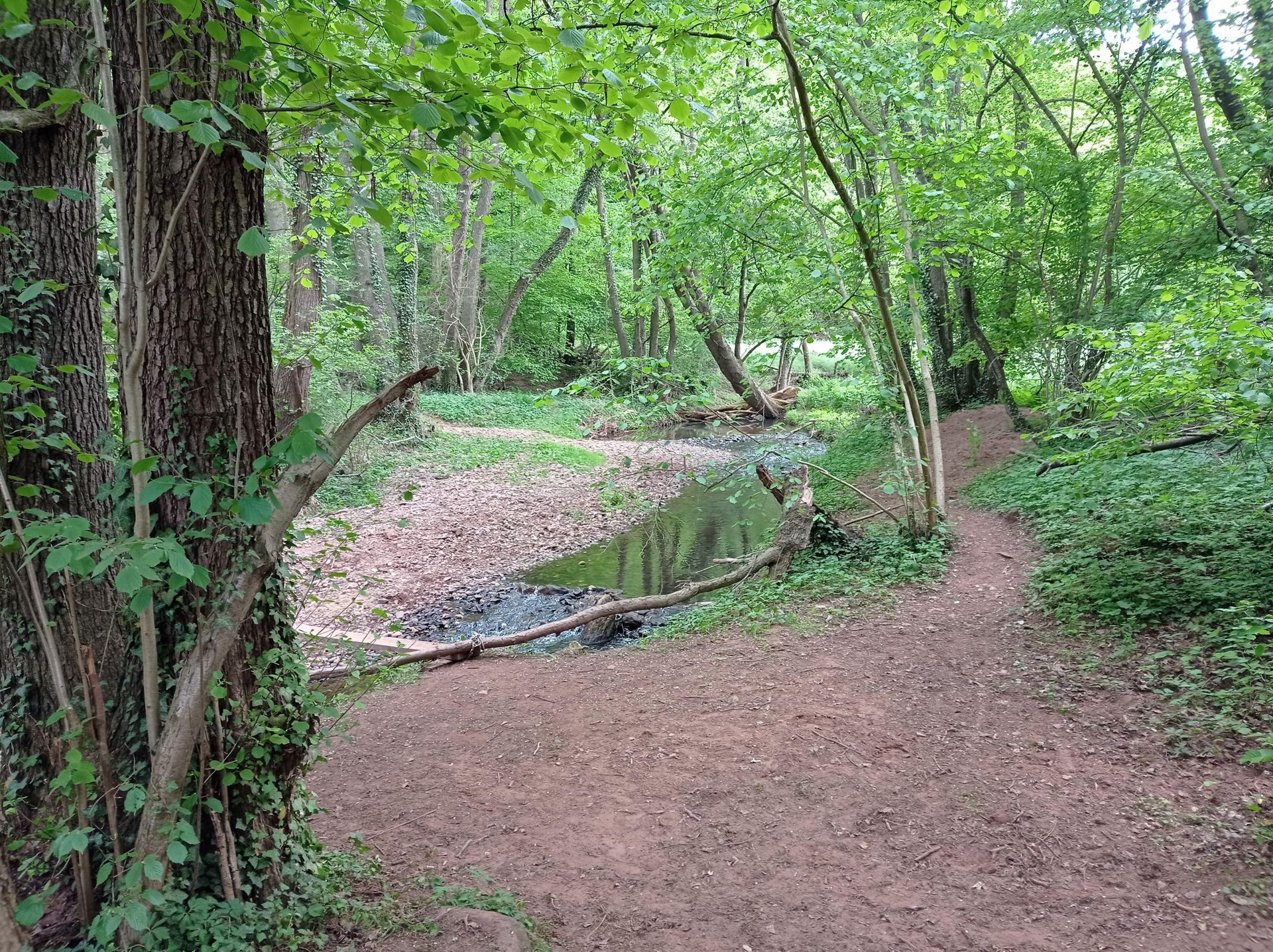 Ein ruhiger Waldweg mit einem kleinen Bach. Umgeben von üppigem Grün und hohen Bäumen.