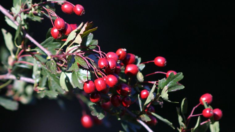 Ein Zweig mit leuchtend roten Beeren und grünen Blättern. Der Hintergrund ist dunkel und hebt die Farben hervor.