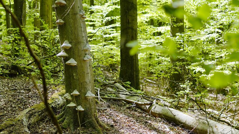 Ein grüner Wald mit hohen Bäumen und hellem Licht. An einem Baum wachsen einige Pilze.