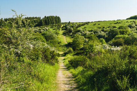 Ein schmaler Weg führt durch eine grüne, hügelige Landschaft. Umgeben von Bäumen und Sträuchern zeigt die Szene die Ruhe der Natur.