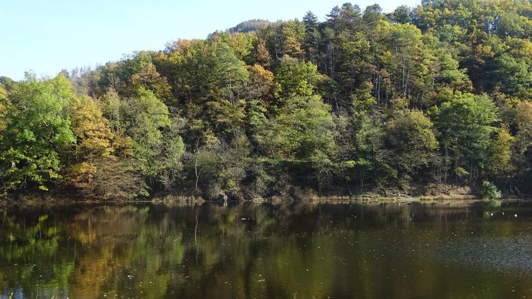 Ein ruhiger See umgeben von buntem Laubwald. Die Bäume spiegeln sich im klaren Wasser.