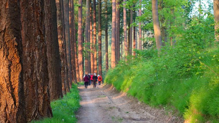 Ein malerischer Waldweg umgeben von hohen Bäumen. Eine Gruppe von Menschen geht entlang des Pfades.