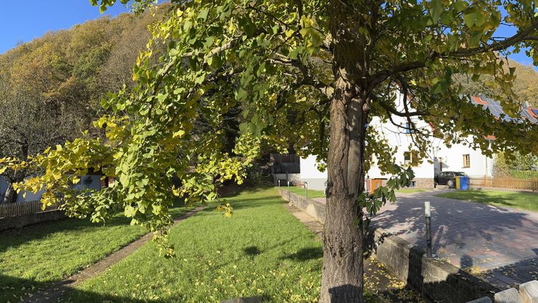 Ein schöner Garten mit einem großen Baum und grünem Gras. Im Hintergrund sieht man ein Gebäude und einen blauen Mülleimer.