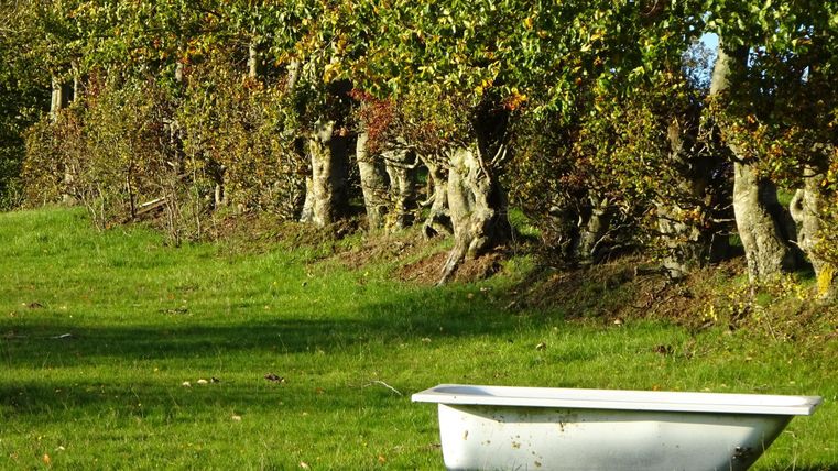 Eine alte Badewanne steht auf einer grünen Wiese. Im Hintergrund sind Bäume mit buntem Laub zu sehen.